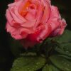 Pink Rose by Michael Lynn Adams