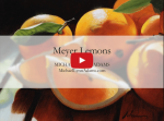 <b>Meyer Lemons</b><h5>Annotated Video Demo</h5>