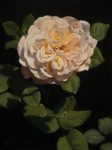 White Rose: Step-by-Step Painting How-To